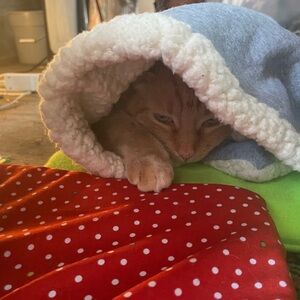 Meet your Posher, Regan